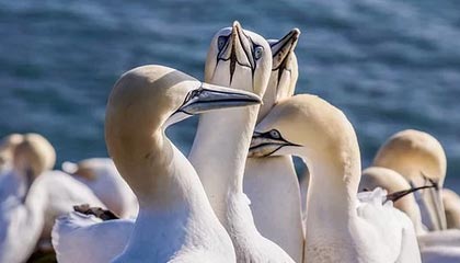 欧冠手机直播-上港淘汰国安成BIG4亚冠独苗 第2次独扛外战大旗